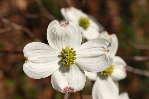 White Dogwood Tree