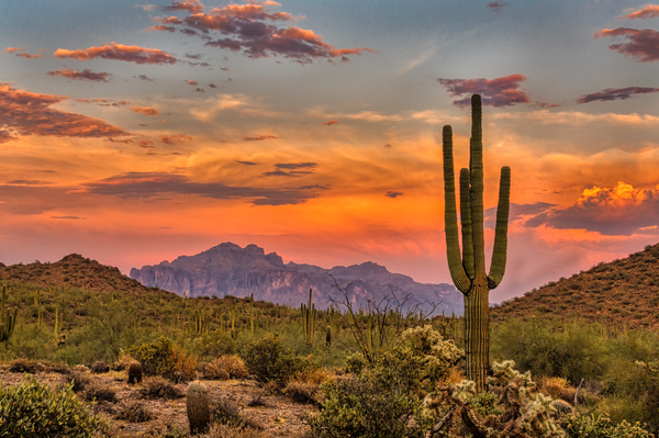 Growing Plants in the Desert