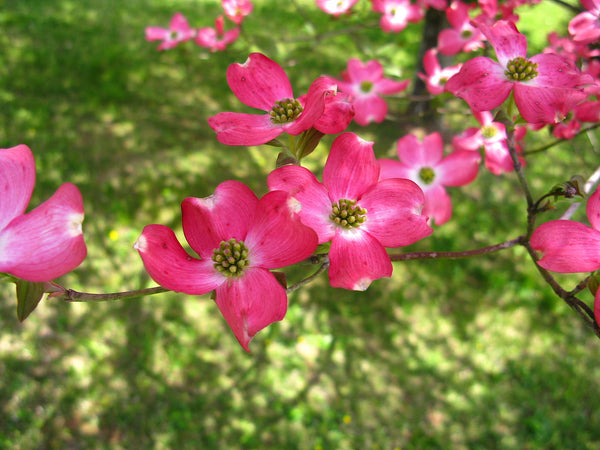 Pink Dogwood