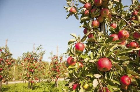 Red Columnar Apple