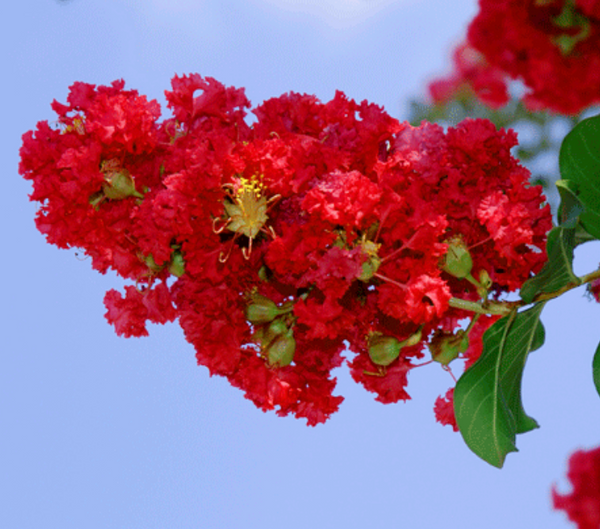 Dynamite Crape Myrtle Blooms