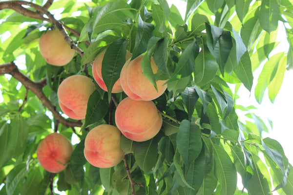 Elberta Peach Tree