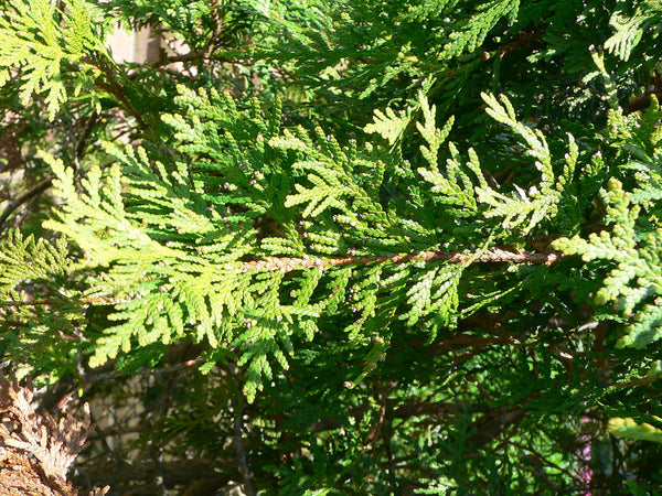 Evergreen Foliage