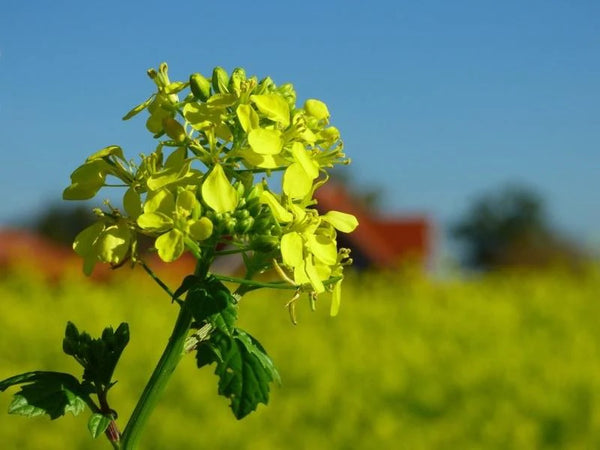 Plant Care 101: Fertilizer and Maximizing Growth Rate