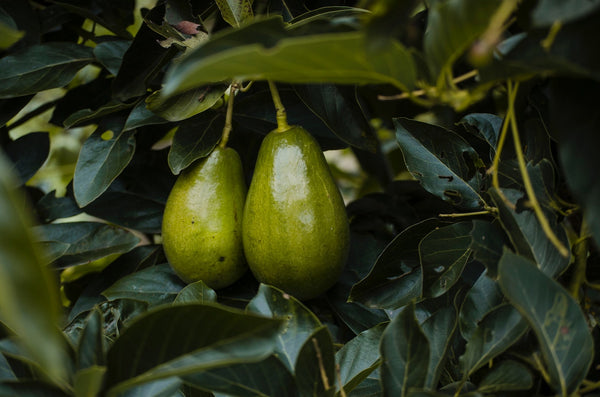 Cold Hardy Avocado