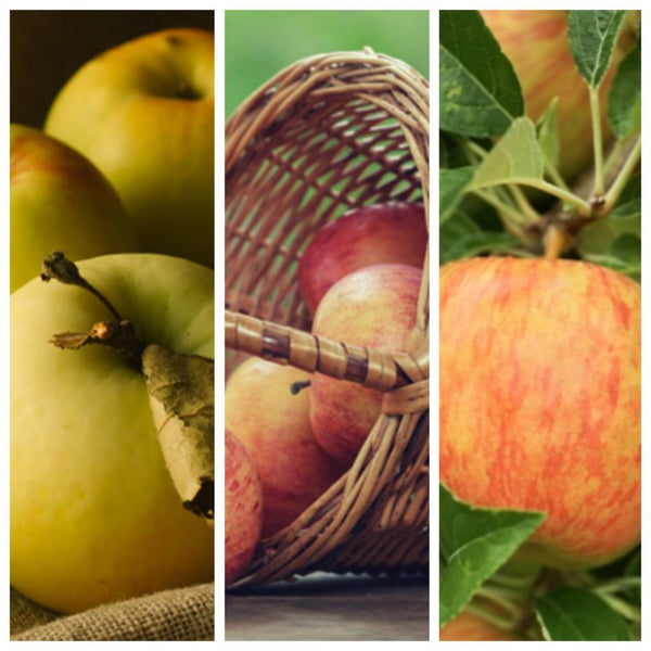 Fall Fruit Harvest