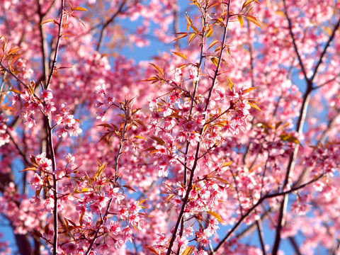 Kwanzan Cherry Blooms