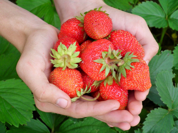 Maxim Strawberry Plants