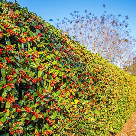 Berries on Evergreens