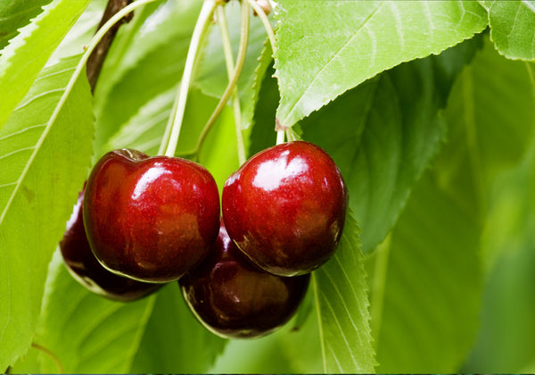 Delicious Cherries