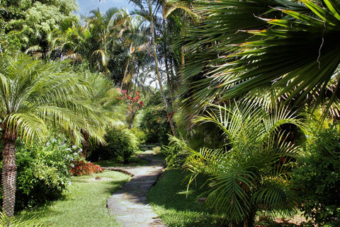 Tropical Garden