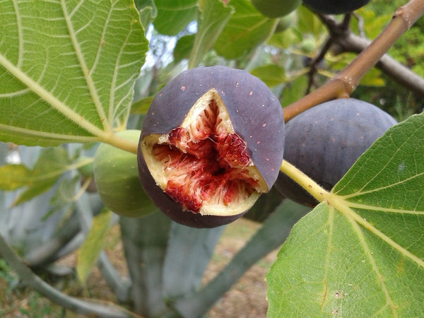 Planting Fig Trees