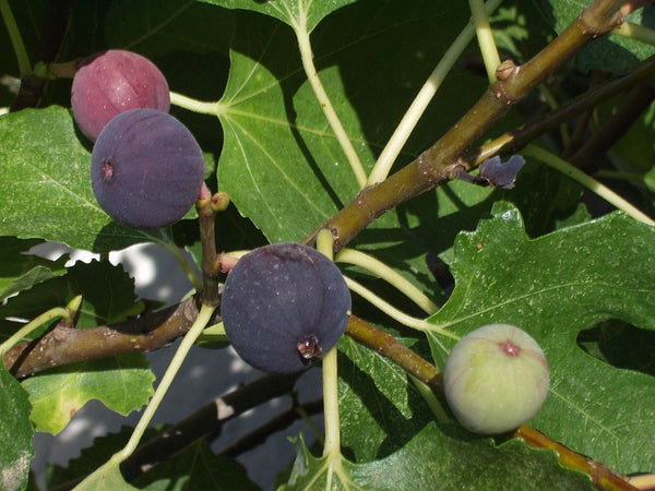 Delectable Figs