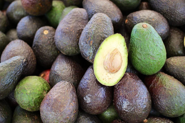 Plant Care 101: How to Care for Avocado Trees