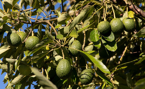 Avocado Trees