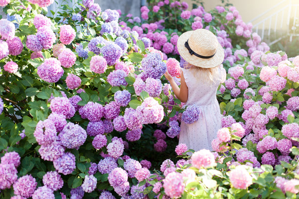 Types of Hydrangeas: Which Hydrangea Should You Plant?