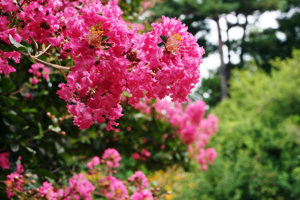 Crape Myrtles