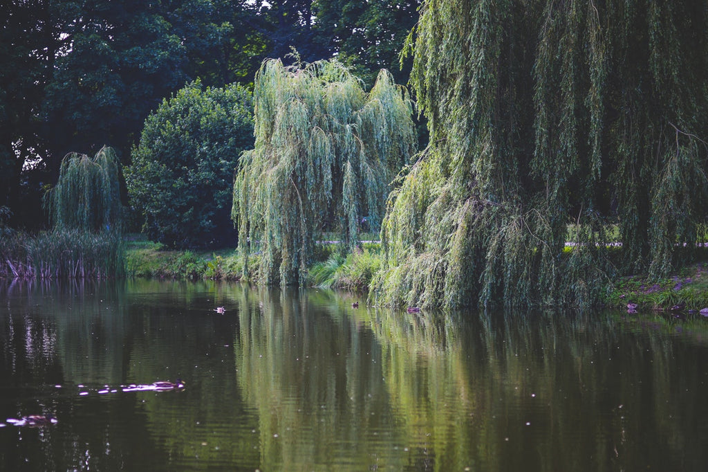 Weeping Willow