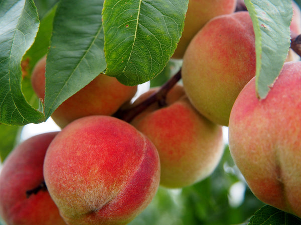 Redskin Peach Tree