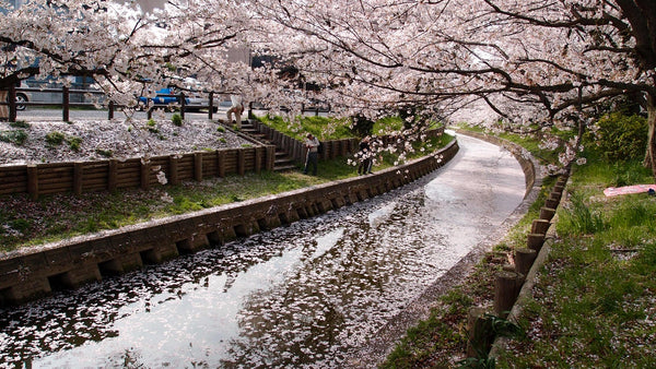 Flowering Cherries Bloom