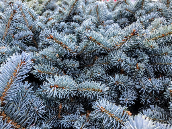 Colorado Blue Spruce