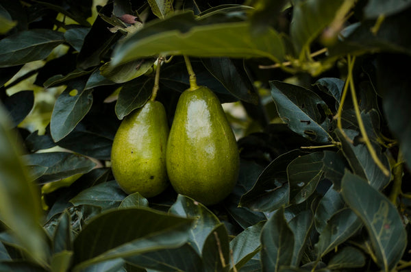 Richly-Hued Avocados