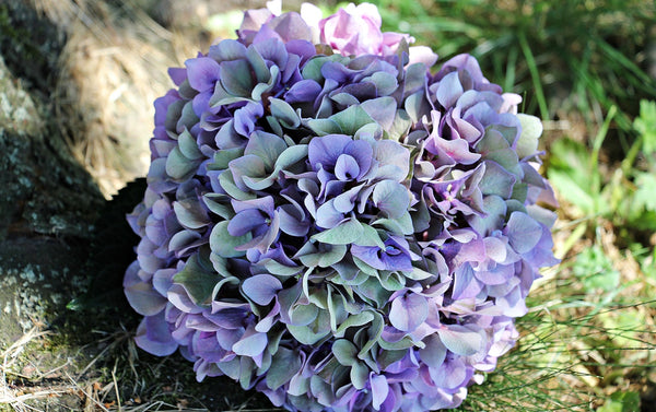 Hydrangea Blooms