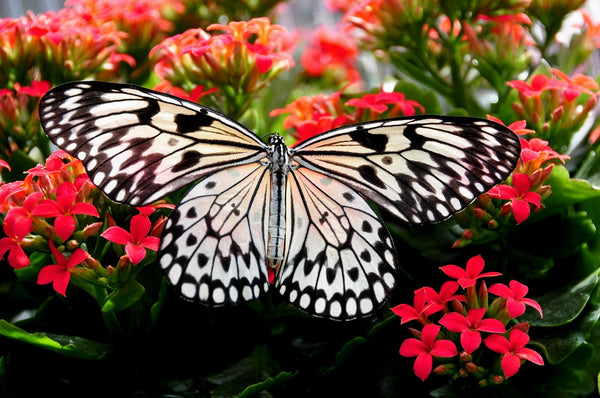 Butterfly Garden