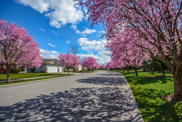 Cherry Blossom Streets