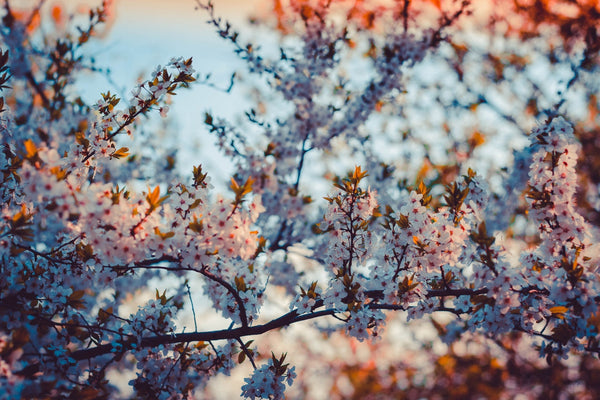 Flowering Cherry Trees