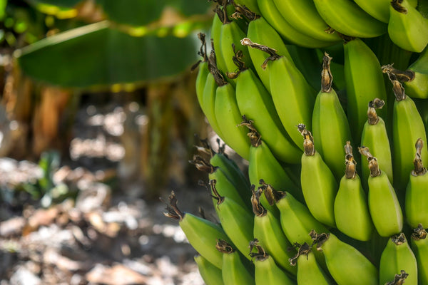 Delicious Bananas