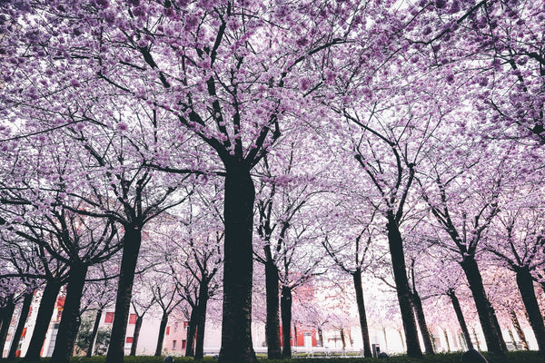 Flowering Cherries in Groups