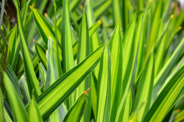 Tropical Foliage