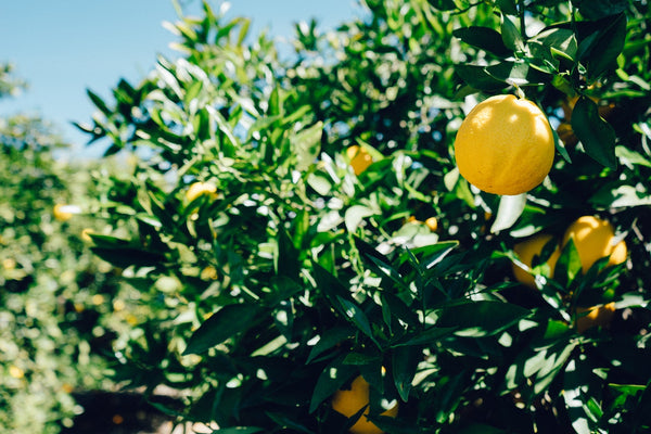 Lemon Pollination