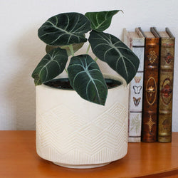 Alocasia Black Velvet