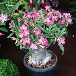 Desert Rose Adenium