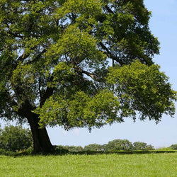 American Elm Tree