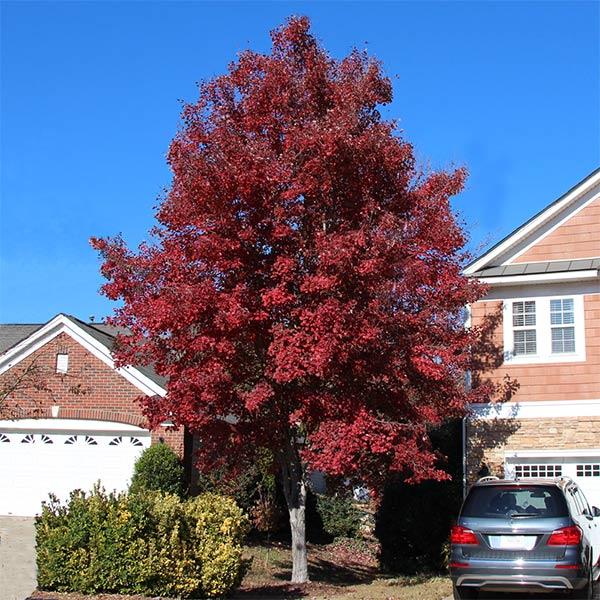 American Red Maple Trees for Sale – FastGrowingTrees.com