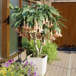 Peach Angel Trumpet