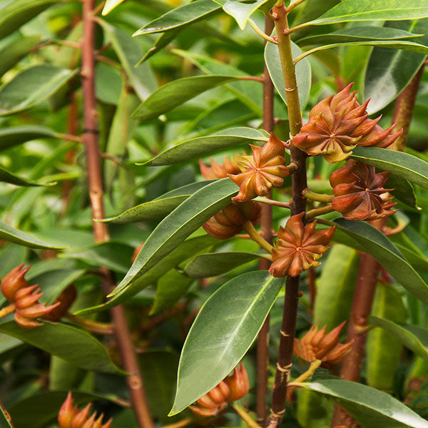 star anise plant