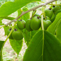 Anna Hardy Kiwi