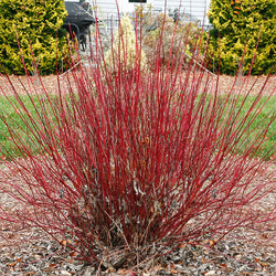Arctic Fire Red Twig Dogwood