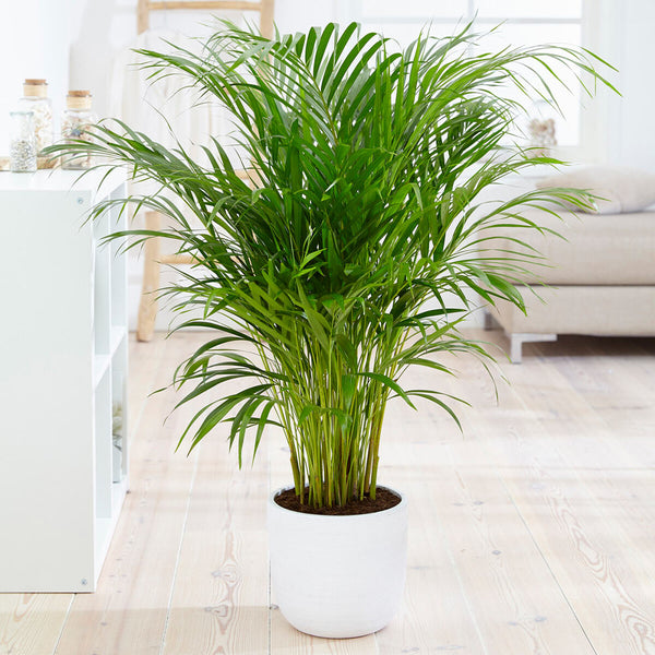 Arab Montgomery Met opzet Areca Palm Trees for Sale – FastGrowingTrees.com