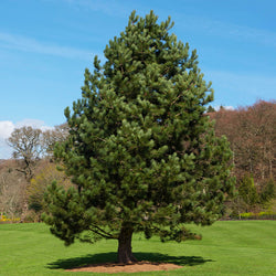 Austrian Pine Tree