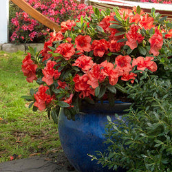 Autumn Embers™ Encore® Azalea