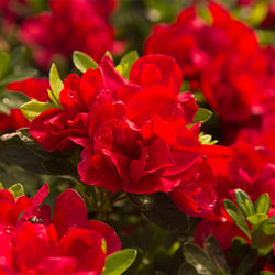 Autumn Bonfire™ Encore® Azalea