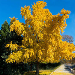 Autumn Gold Ginkgo Tree