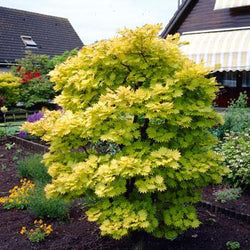 Autumn Moon Japanese Maple