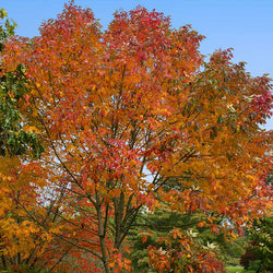 Autumn Purple Ash Tree