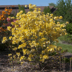 Lemon Lights Azalea Shrub